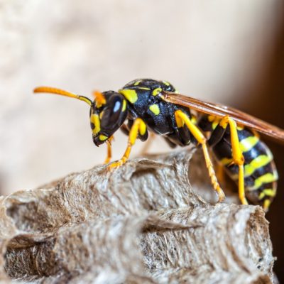 Whatever You Do, Do NOT Put Wasps in Your Vajayjay