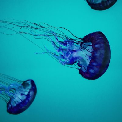 Breast Implant or Jellyfish: Can You Tell the Difference?