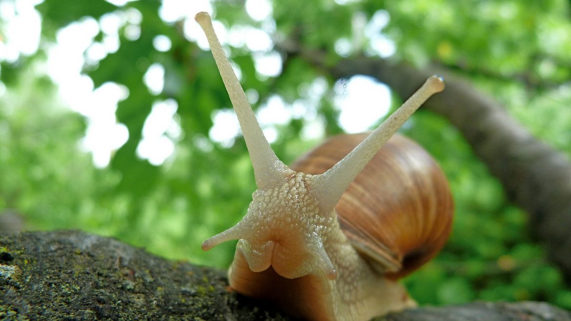 snail facial
