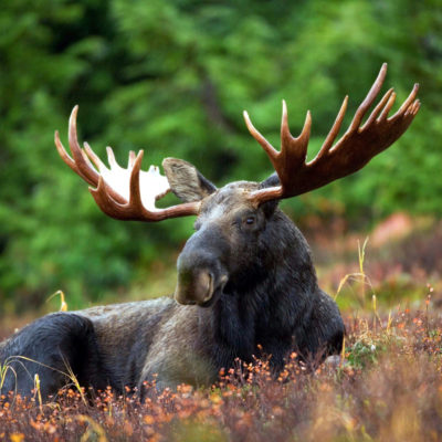 Moose sitting in an open pasture.