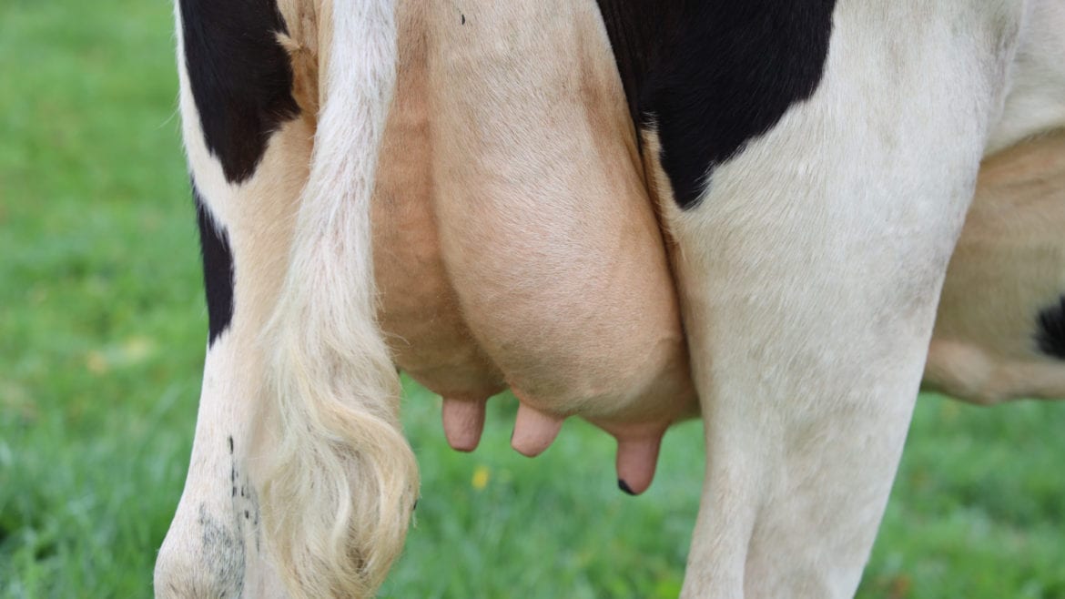 Image of a black and white cow's udders.