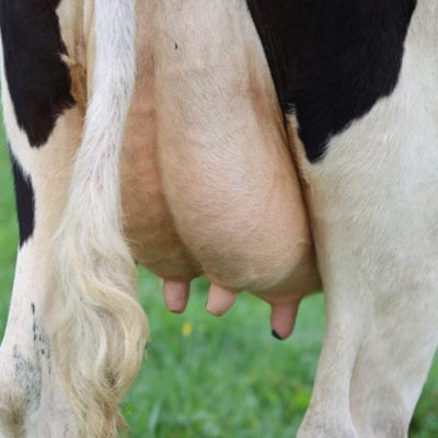 Image of a black and white cow's udders.