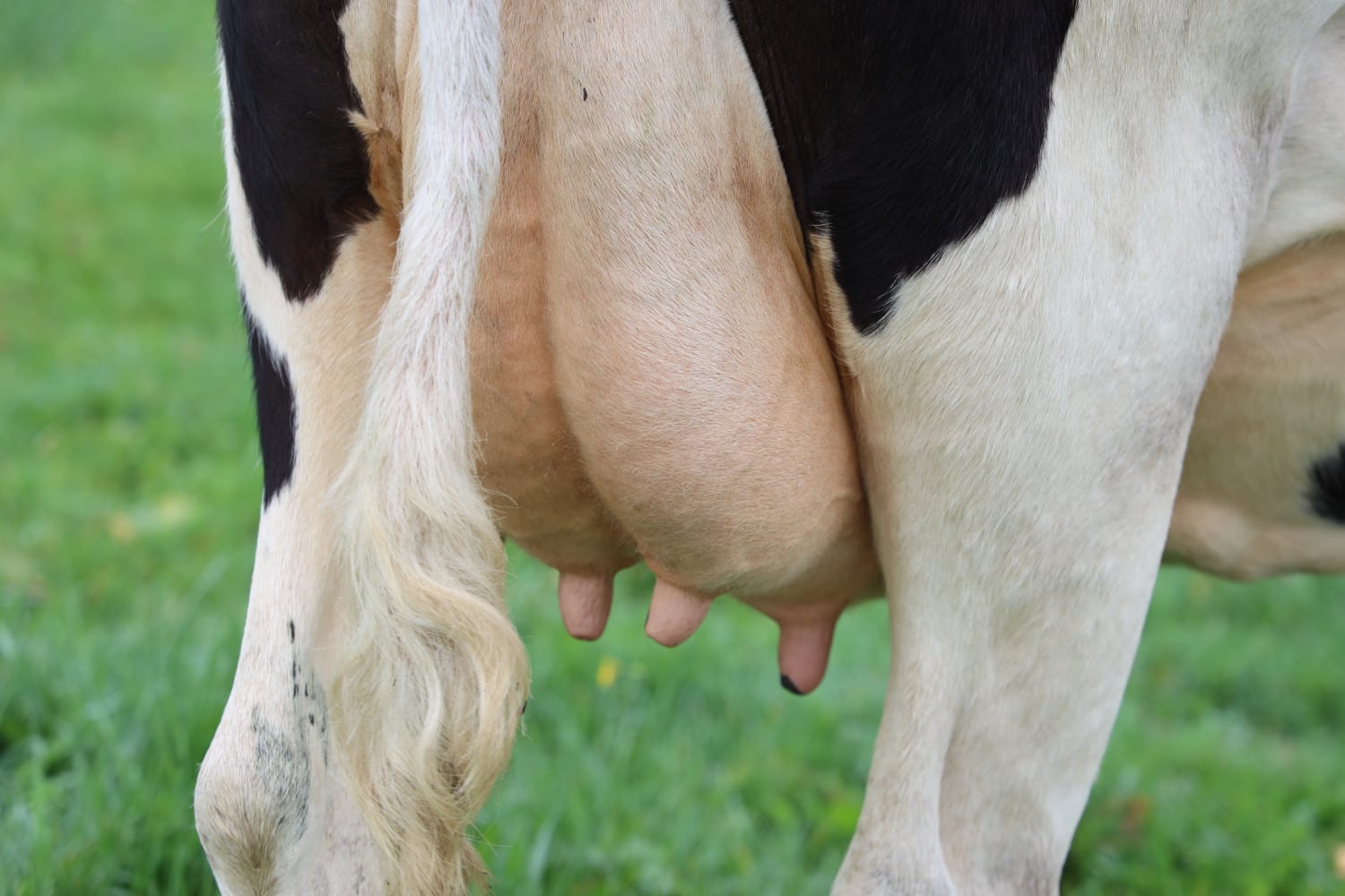 You Don’t Want Cow Udders after Your Mommy Makeover, Right? 